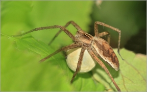 <p>LOVČÍK HAJNÍ (Pisaura mirabilis) ----- /Listspinne/</p>